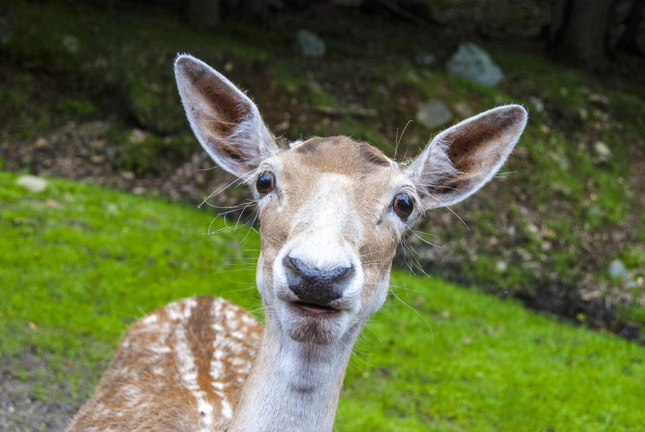 wildlife spotted at Golden Ear, British Columbia