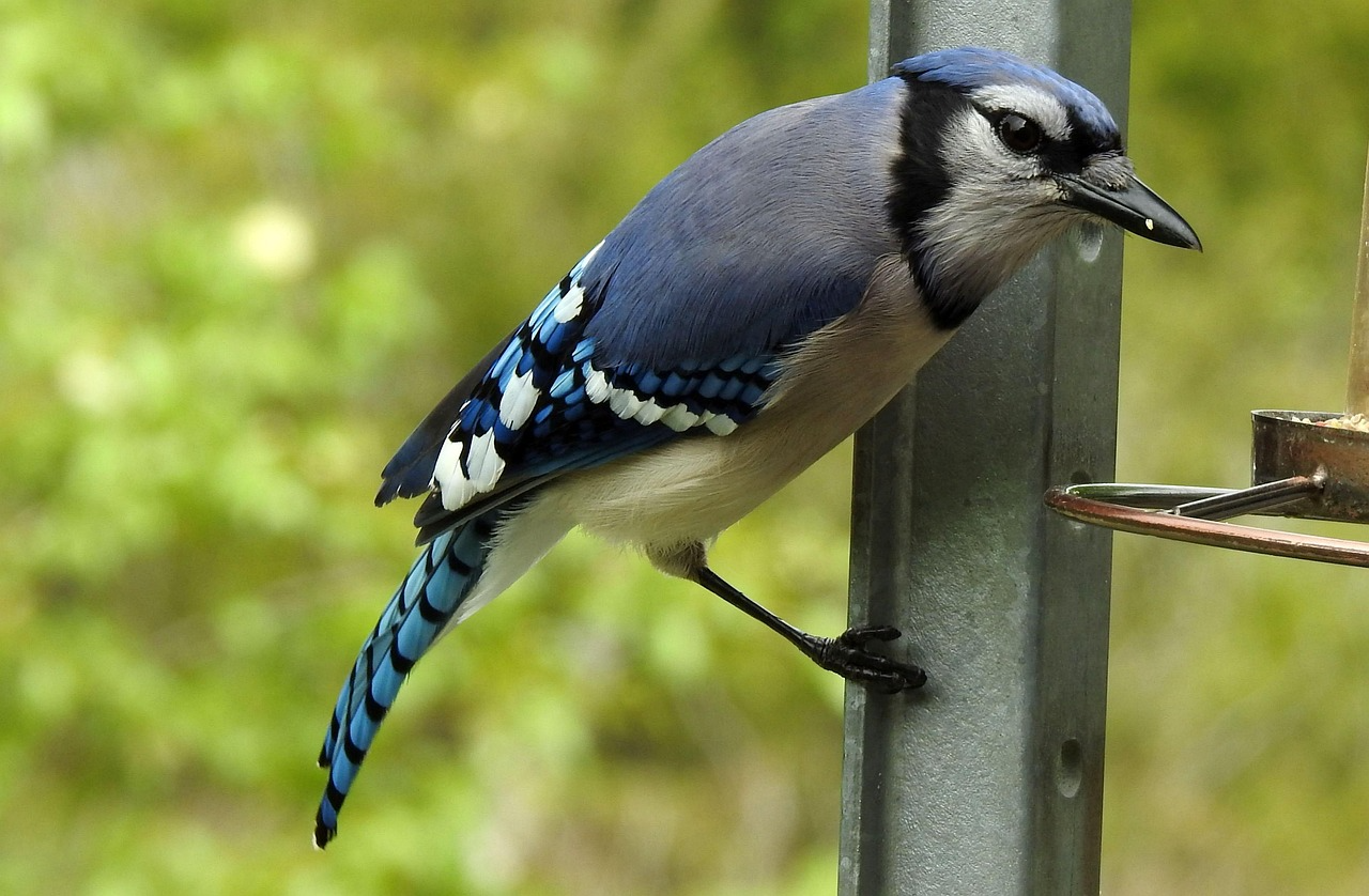 bluejay inside Golden Ear Park