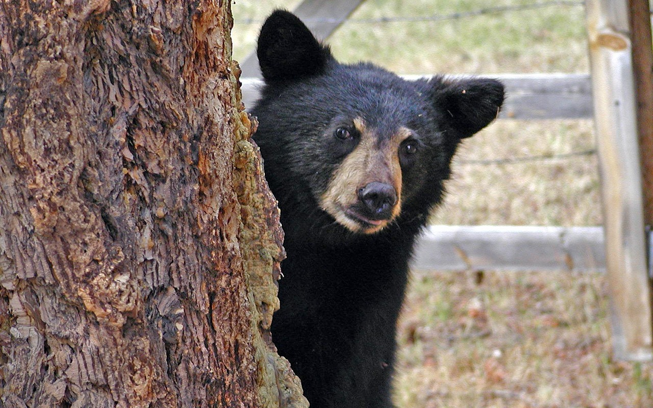 black bear inside Golden Ears Provincial Park