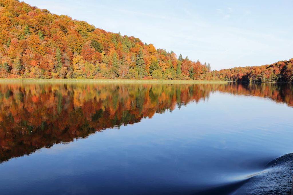 trees changing colours in the fall